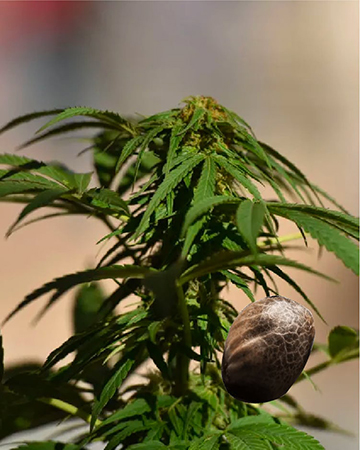 Wholesale Vortex Feminized Cannabis Seeds