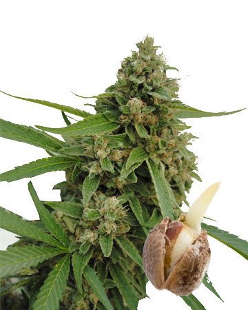wholesale White Lightning Auto-Flowering Feminized Cannabis Seeds on sale