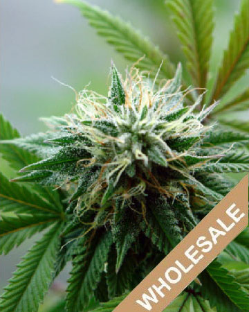 White Nightmare Auto-Flowering Feminized Cannabis Seed on sale