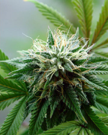 White Nightmare Auto-Flowering Feminized Cannabis Seed
