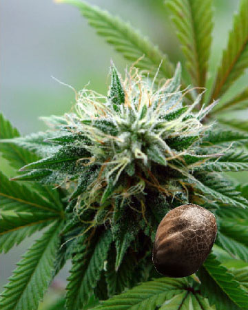 get White Nightmare Auto-Flowering Feminized Cannabis Seed