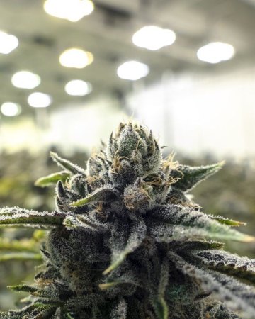 wholesale Chemdawg Sour Diesel Feminized Cannabis Seeds on sale