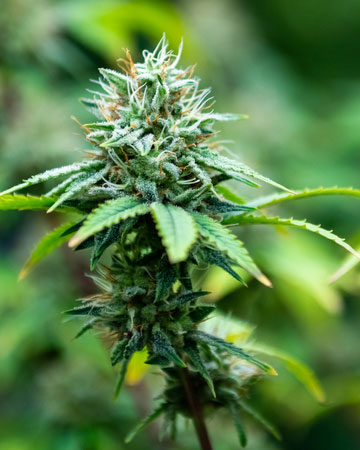 Master-Bubba-Auto-Flowering-Feminized-Cannabis-Seeds