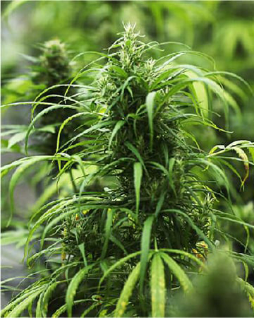 Red-Congolese-Auto-Flowering-Feminized-Cannabis-Seeds-on-sale