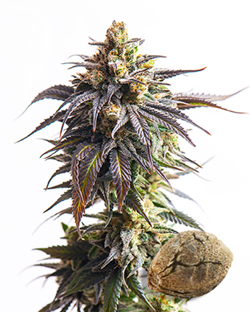 order wholesale Ripped Bubba Auto-Flowering Feminized Cannabis Seeds