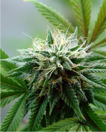 tangilope seeds flourishing in a marijuana garden