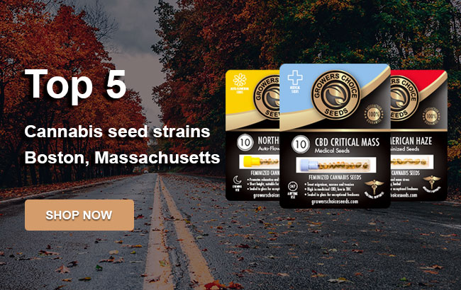 Top 5 Cannabis Seeds in Boston in 2023