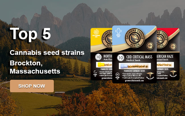 Top 5 Cannabis Seeds in Brockton in 2023