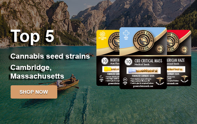 Top 5 Cannabis Seeds in Cambridge in 2023