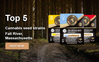 buy-top-cannabis-seeds-Fall-River