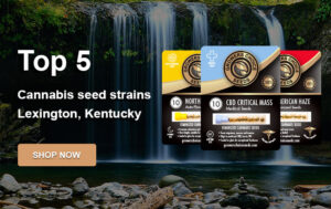 buy-top-cannabis-seeds-Lexington