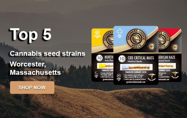 buy-top-cannabis-seeds-Worcester