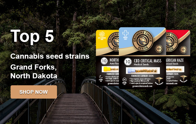 Top 5 Cannabis Seeds in Grand Forks in 2023