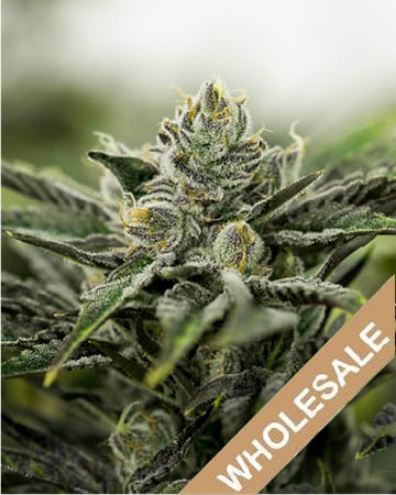 buy-wholesale-Kimbo-Kush-Feminized-Cannabis-Seeds