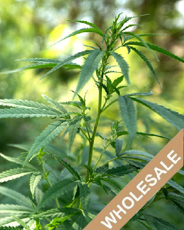 shop wholesale Silver Haze Feminized Cannabis Seeds