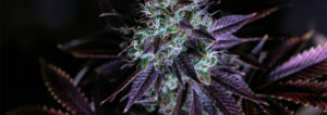 everything-what-makes-weed-purple-banner