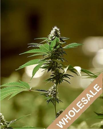 find-wholesale-Phantom-OG-Feminized-Cannabis-Seeds-for-sale-v2