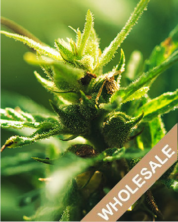 Shop Whoolesale Willy's Wonder Auto-Flowering Feminized Cannabis Seeds