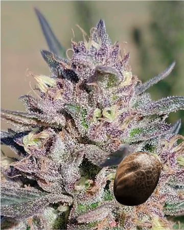 Get Wholesale Bubba OG Feminized Cannabis Seeds For Sale