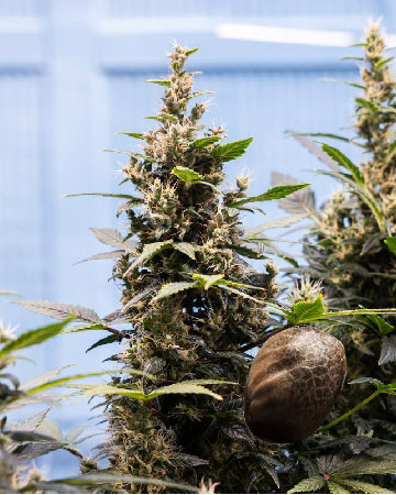 wholesale Hippie Crippler Feminized Cannabis Seed