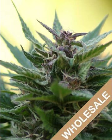 get-wholesale-Jedi-Kush-Auto-Flowering-Feminized-Cannabis-Seeds