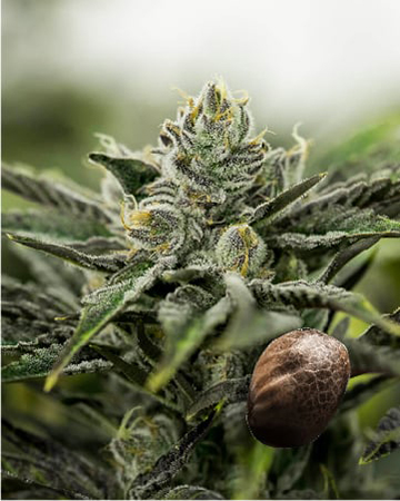 get-wholesale-Kimbo-Kush-Feminized-Cannabis-Seeds