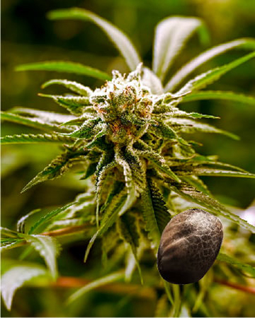 get-wholesale-Lemon-Jack-Feminized-Cannabis-Seeds