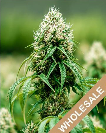 get-wholesale-Orange-Cookies-Feminized-Cannabis-Seeds-on-sale