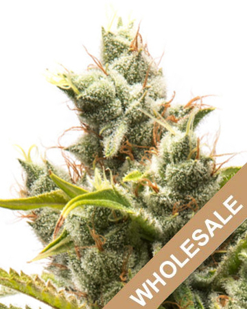 shop wholesale Rockstar Feminized Cannabis Seeds