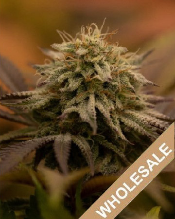 wholesale Romulan Feminized Cannabis Seeds on sale