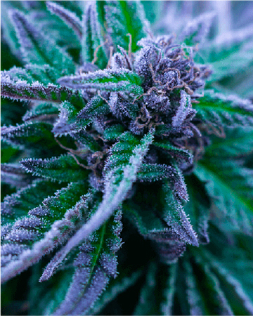 order wholesale White Russian Feminized Cannabis Seeds on sale