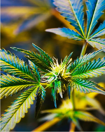 Order Nuken Auto Flowering Feminized Cannabis Seeds