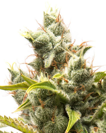 get wholesale Rockstar Feminized Cannabis Seeds
