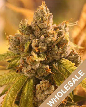 buy wholesale Medibud Feminized Cannabis Seeds