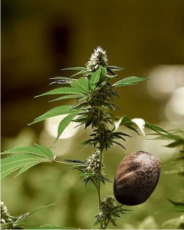 order-wholesale-Phantom-OG-Feminized-Cannabis-Seeds-for-sale