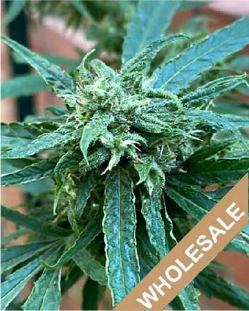 wholesale Cannalope Kush Auto-Flowering Feminized Cannabis Seeds on sale
