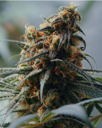 buy wholesale Huckleberry Feminized Cannabis Seeds