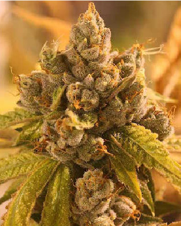 wholesale Medibud Feminized Cannabis Seeds on sale