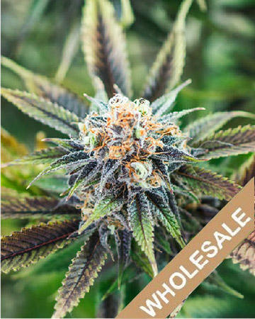 wholesale Atomic Northern Lights Feminized Cannabis Seeds for sale
