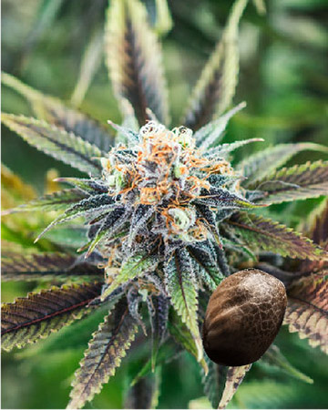 shop wholesale Atomic Northern Lights Feminized Cannabis Seeds