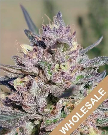 Wholesale Bubba OG Feminized Cannabis Seeds For Sale