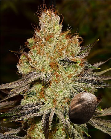 Wholesale Cadillac Purple Feminized Cannabis Seeds