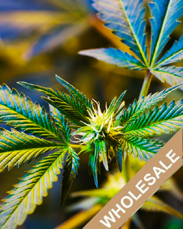 wholesale Diamond OG Auto-Flowering Feminized Cannabis Seed on sale