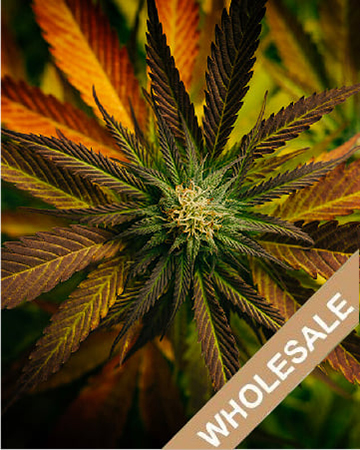 Wholesale God Bud Feminized Cannabis Seeds For Sale