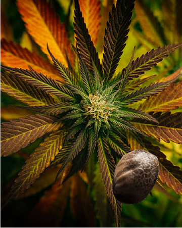Wholesale God Bud Feminized Cannabis Seeds