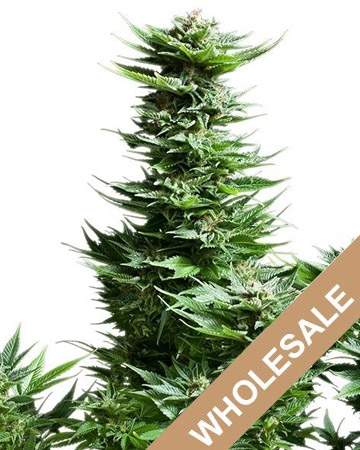 get wholesale Golden Pineapple Feminized Cannabis Seeds