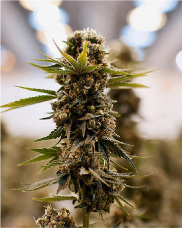 buy wholesale Golden Ticket Auto-Flowering Feminized Cannabis Seeds
