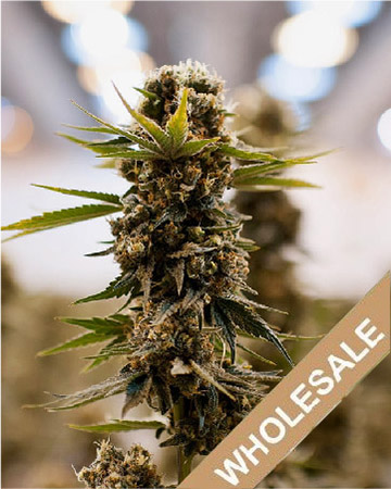 shop wholesale Golden Ticket Auto-Flowering Feminized Cannabis Seeds