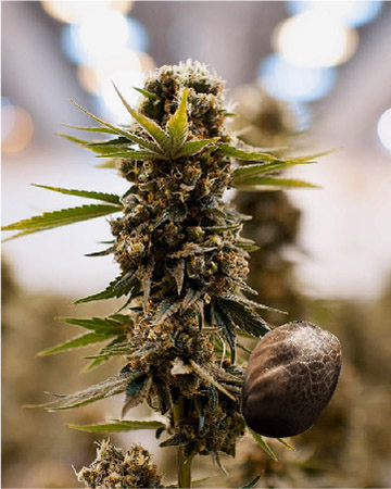 get wholesale Golden Ticket Auto-Flowering Feminized Cannabis Seeds