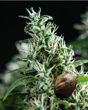 try wholesale Grapefruit Diesel Feminized Cannabis Seeds